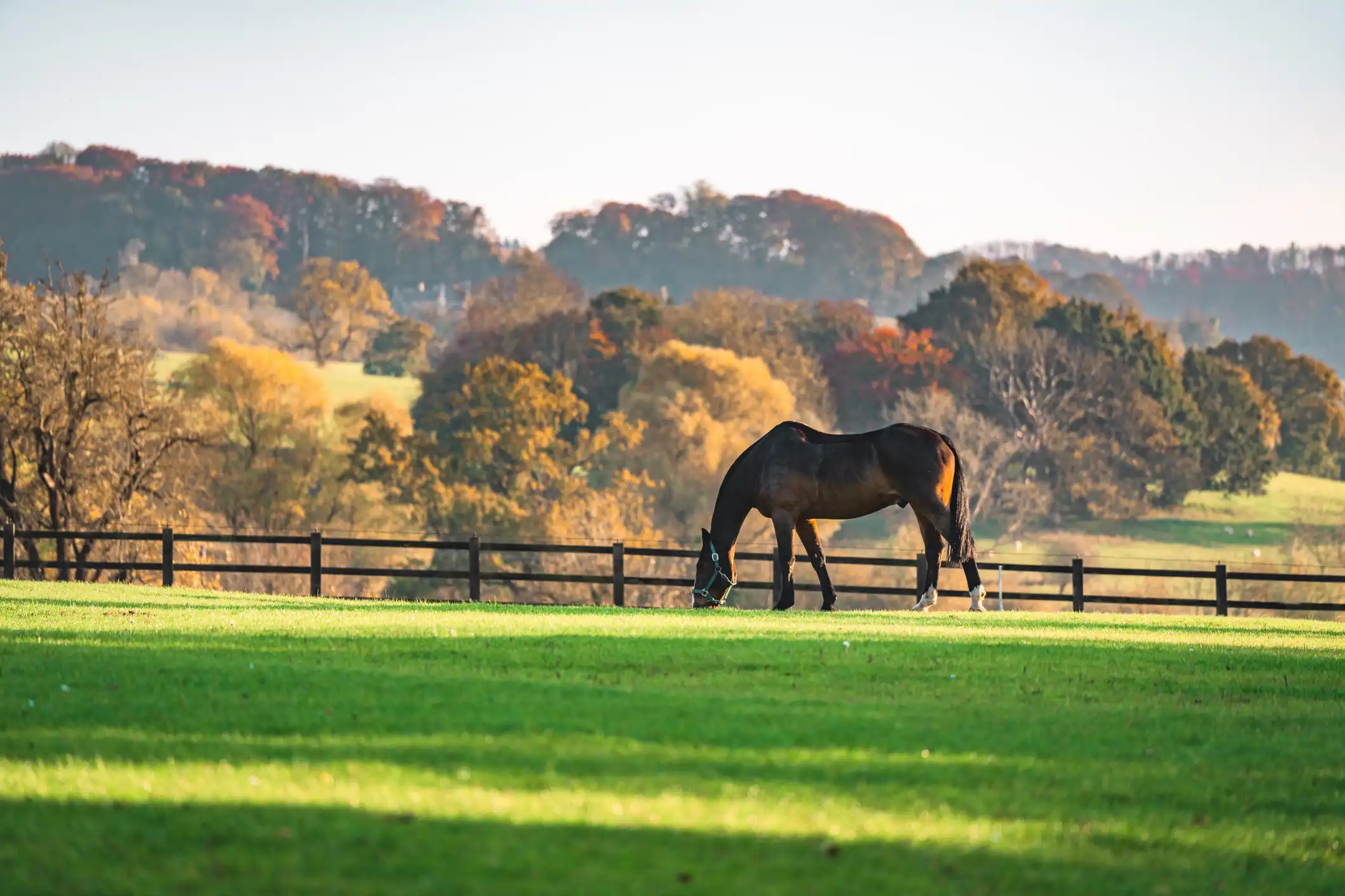 immobilier domaine équestre